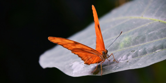 Butterfly Effect Moth Propaganda